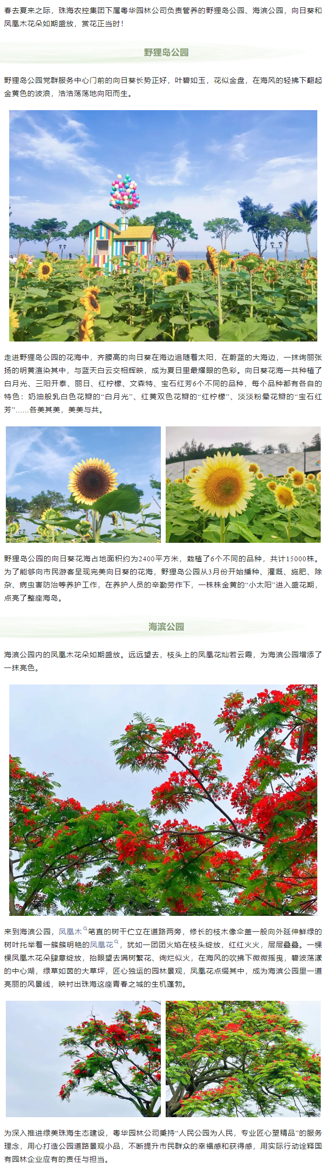 鳳凰花開(kāi) 向陽(yáng)而生  走！到市屬公園賞花去.png